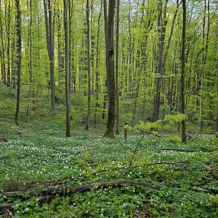 Κατάλυμα σε φάρμα W Zaciszu Ruś